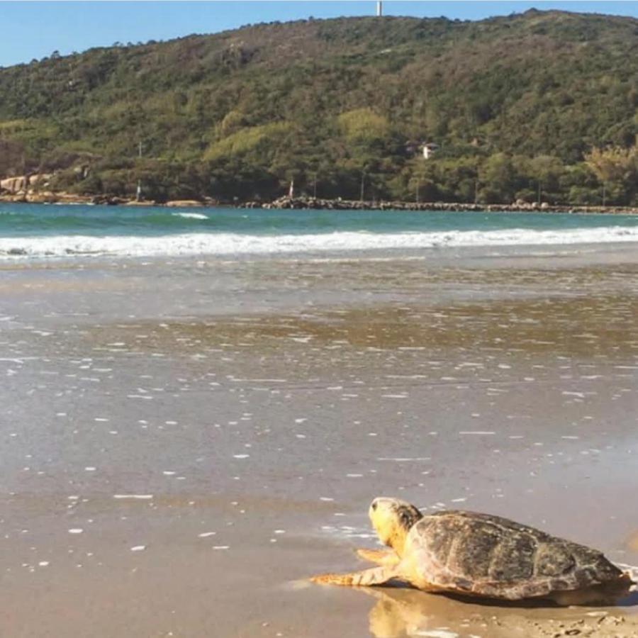 Pousada Oliveira Hotell Florianópolis Eksteriør bilde